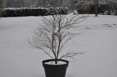 Opération Bonhomme de neige